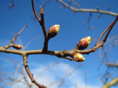 Free Images Nature Branch Blossom Leaf Flower Food Spring