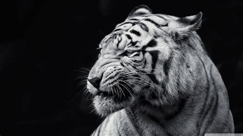Here are only the best white tiger wallpapers. Tiger Black and White Ultra HD Desktop Background ...