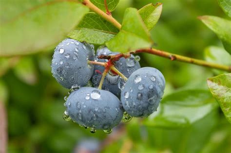 Garden Blueberries Delicious Healthy Berry Fruit Vaccinium Corymbosum