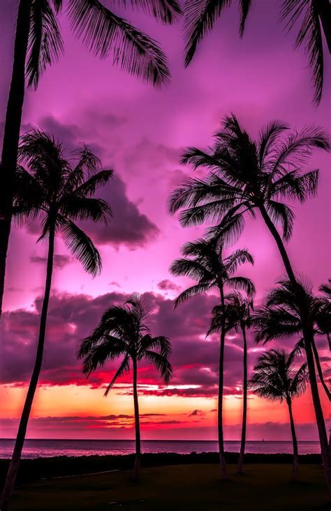 palm trees are silhouetted against a purple and pink sunset
