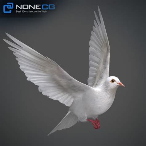 Animated White Dove | CGTrader