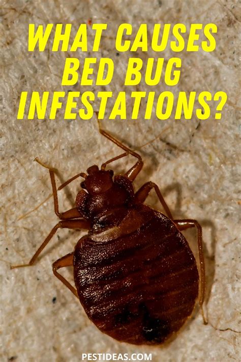 What Causes Bed Bug Infestations In 2020 Bed Bugs Infestation Bed