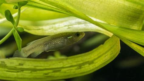 Golden Topminnow Fundulus Chrysotus Arizona Aquatic Gardens