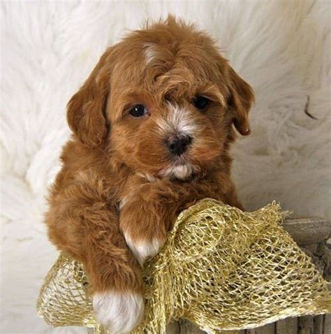 Top 10 Cutest And Most Popular Mixed Dog Breeds Youll