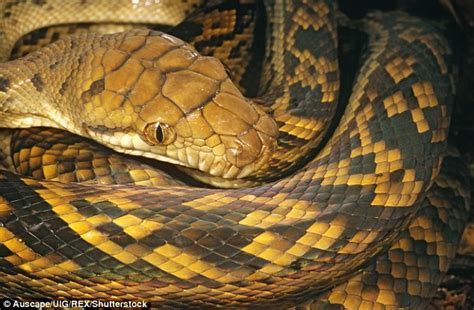 Huge Python Swallows A Kangaroo Whole In Queensland Australia Daily
