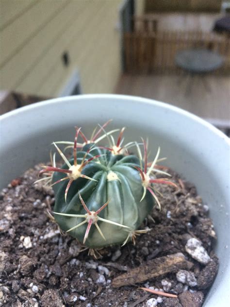The label on the plant said it was an old man of the andes, but a quick google search shows that is a cactus, and this is clearly not a cactus. Help! My devils tongue cactus is turning white and I'm not ...