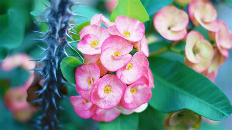 Euphorbia Milii Crown Of Thorns