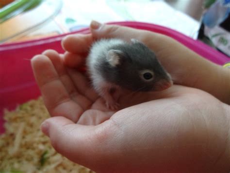 Baby Syrian Hamsters For Sale Ready Now Oxford