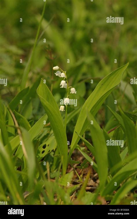 Lily Of The Valley Convallaria Majalis Stock Photo Alamy