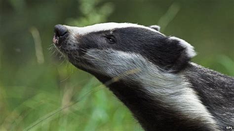 Badger Cull Extended As Kills Fall Short Of Target Bbc News