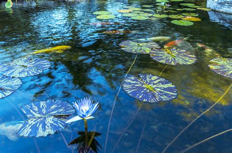 Search for other water gardens on the real yellow pages®. Wetland Filtration Offers Simple Path to Clear Water ...