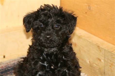 Schnoodle Puppies For Adoption Schnoodle Puppy For Sale Adoption