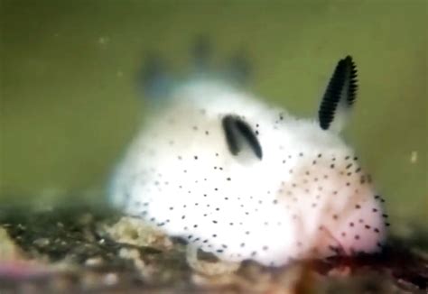 Oz The Other Side Of The Rainbow Sea Bunnies A Cute Species Of