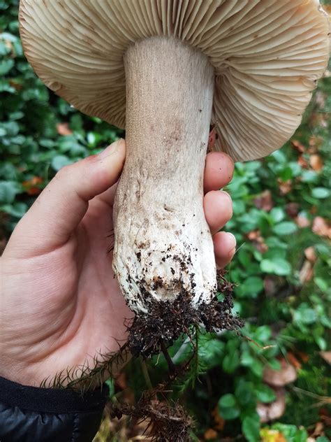 Mushroom Id Help Identifying Mushrooms Wild Mushroom Hunting