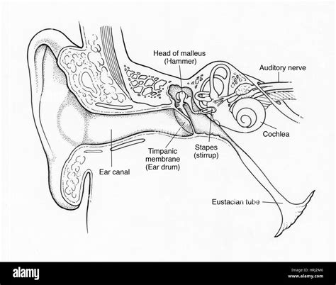 Illustration Of Ear Anatomy Stock Photo Alamy