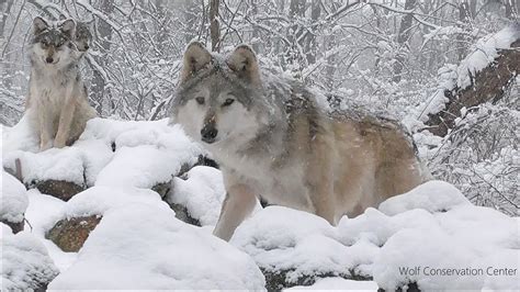 Endangered Mexican Gray Wolves In The Snow Youtube