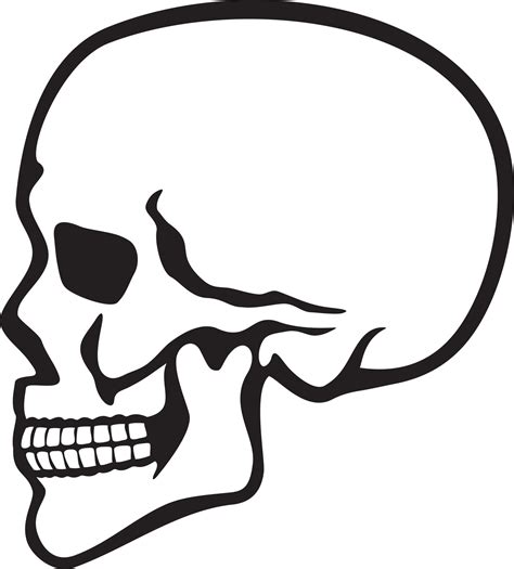 Human Skull Profile 3419810 Vector Art At Vecteezy