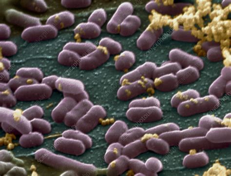Listeria Monocytogenes Bacteria Stock Image B Science