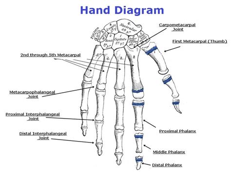 Hand Chart Charts