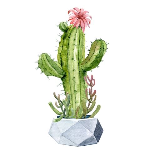 Premium Vector Watercolor Cacti And Succulents Set With Pot