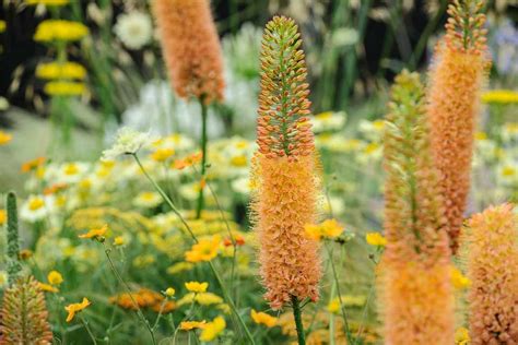 12 Of The Best Plants For Dry Soils Bbc Gardeners World Magazine