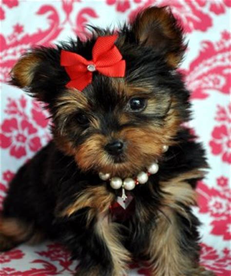 Yorkshire terrier puppies for adoption. Micro Pocket Teacup Yorkie For Adoption Text 208-266-7525