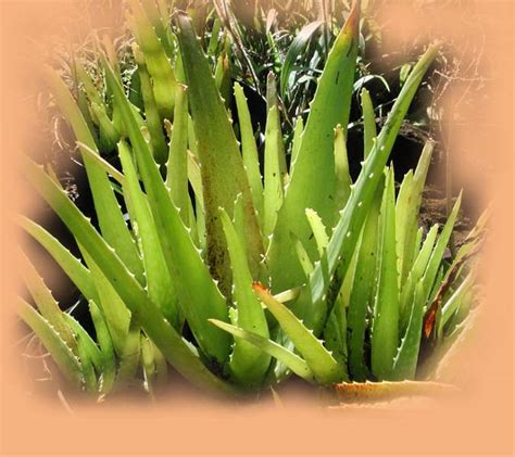 The gel supports better immune system functioning 6. ALOE VERA , or barbados aloe, a medicinal plant soothing ...