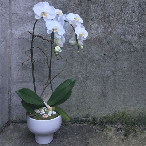 A Double Stem White Phalaenopsis Orchid Plant Is The Perfect T For