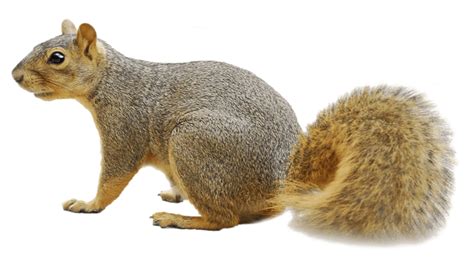 Clipart Squirrel Fox Squirrel Clipart Squirrel Fox Squirrel