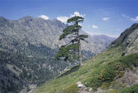 Tree On A Hill Corsica France Stock Photo Dissolve