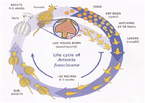 Brine Shrimp Life Cycle Diagram