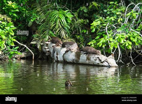 Sleeping otters hi-res stock photography and images - Alamy