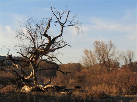 Paso Robles In Photos The Old Cottonwood Like 2020 Is Almost Gone