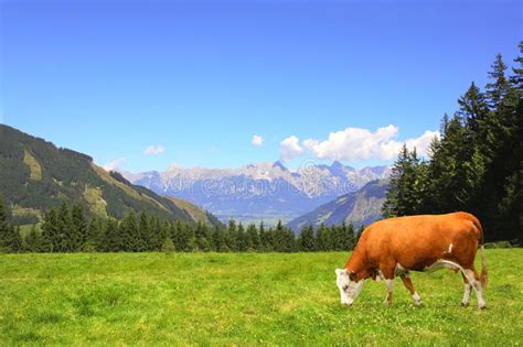 Meadow In The Alps After Rain Stock Image Image Of Alps Pasture