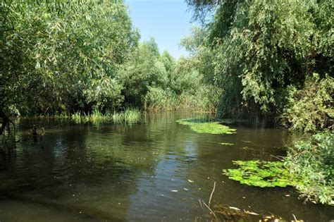 Wetland In Danube Delta Stock Image Image Of Marsh Protected 66783071