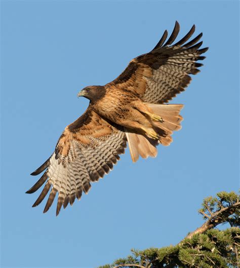 History Of Pennsylvania Hawk Watching Audubon Pennsylvania