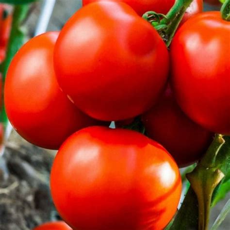 Marglobe Tomato Seeds Organic Non Gmo Heirloom Usa Garden Etsy