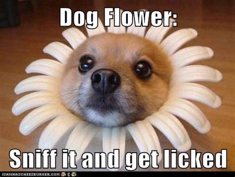Dog Flower I Has A Hotdog Dog Pictures Funny Pictures Of Dogs