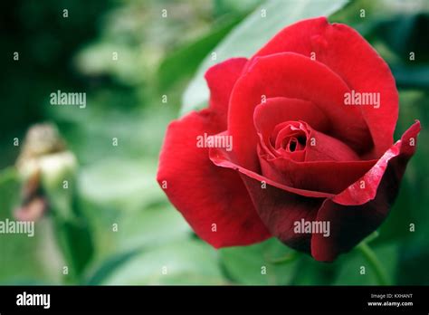 Red Rose Mister Lincoln Stock Photo Alamy
