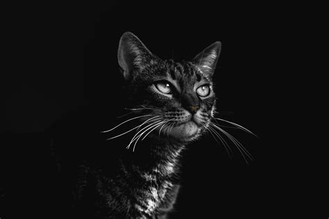 Selective Focus Photography Of Black Tabby Cat · Free Stock Photo