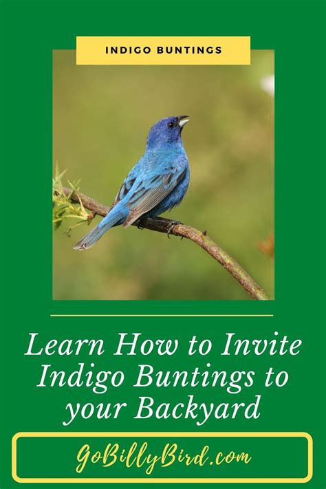 Indigo Buntings Backyard Birds Backyard Birds Sanctuary Bunting Bird