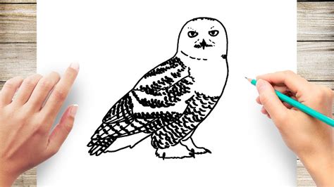 Realistic Snowy Owl Pencil Drawing Bmp Blip
