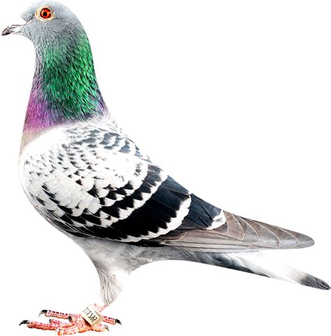 Rock Dove Transparent Free Png Png Play