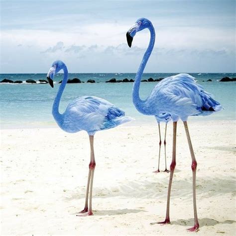 Blue Flamingos Flamingo Animal Pictures Rare Animals