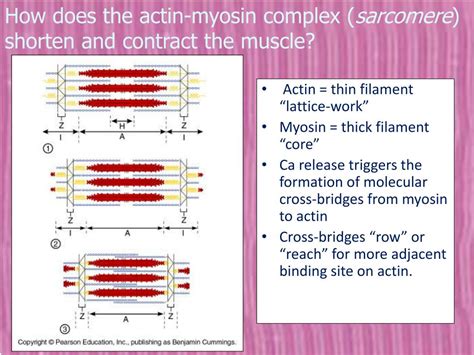 Ppt Sliding Filament Model Of Muscle Contraction Powerpoint