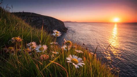 Biscay Camomile Coast With Flowers And Grass During Sunset Hd Flowers