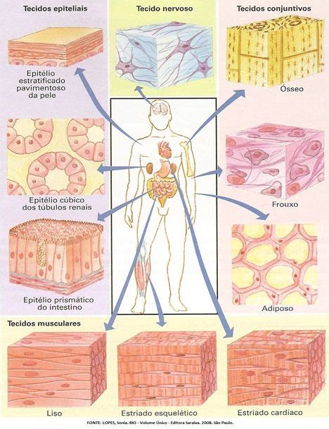 A Histologia A Ci Ncia Que Estuda Os Tecidos O Corpo Humano