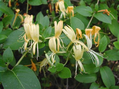 Honeysuckle: Harvesting the Sweet Nectar of Life : 5 Steps (with