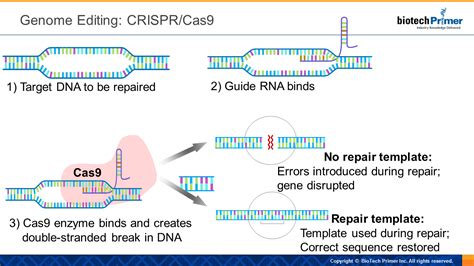 The Science Of Crisprcas9 Finally Explained For The Non Scientist