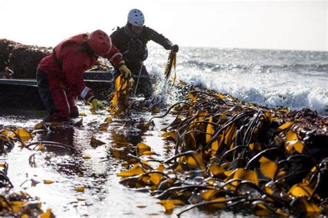 Seaweed Harvesting And Cultivation Scotlands Marine Assessment 2020